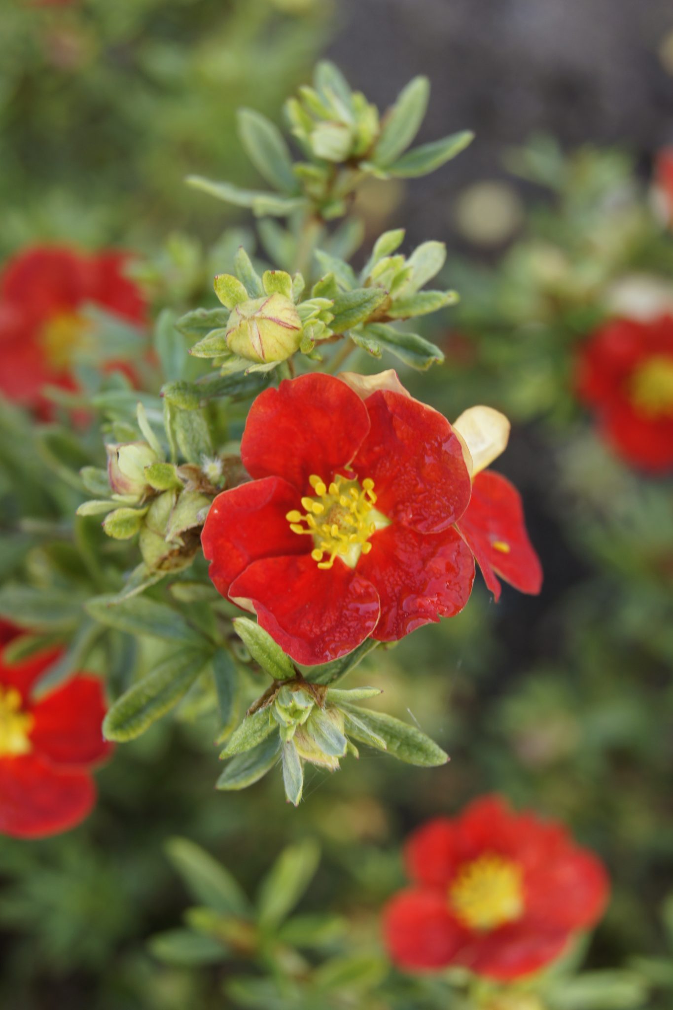 Potentilla fruticosa 'Red Lady'